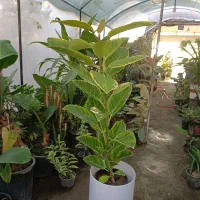 گل هدیه روز مادر فیکوس آلتیسما ارسال رایگان + هدیه