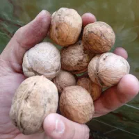 گردو مغز پر
