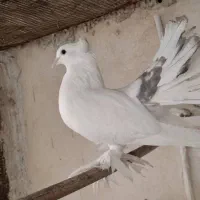 کبوتر دم چتری دم خاکستری