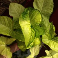 فروش ویژه گل های سینگونیوم