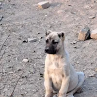 توله اصل|سگ|دشتابی, |دیوار