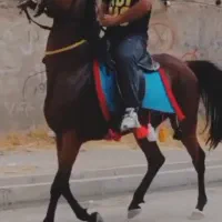 اسب مادیون