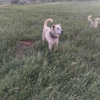 سگ گله|سگ|میاندوآب, |دیوار