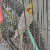 عروس هلندی|پرنده|تاکستان, |دیوار