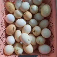 تخم مرغ رسمی محلی