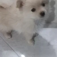 توله سگ پامرین