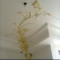گچکاری جزیی وکلی