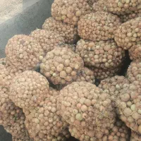 پباز درجه یک|خوردنی و آشامیدنی|شیروان (خراسان), |دیوار