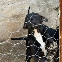 سگ پیتبول آمریکن بولی