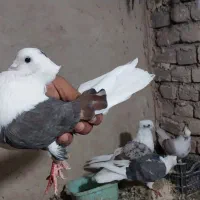 خوشونه اصیل