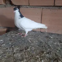 فروش ساده خال نر جوانه