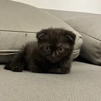 بچه گربه اسکاتیش|گربه|مشهد, شهرآرا|دیوار