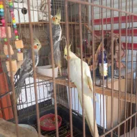 دوعدد قا راقاول نروماده