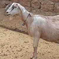 باسلام ۱ عدد بز دوقلو زا و یک بز یک بی ار|حیوانات مزرعه|کوهدشت, |دیوار