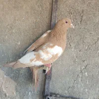 ۴ عدد پرشی قلدر