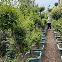 لاوسون و مورت ( کاج طلایی)|گل و گیاه طبیعی|شیرود, |دیوار