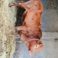 گاو گوشتی|حیوانات مزرعه|آق قلا, |دیوار