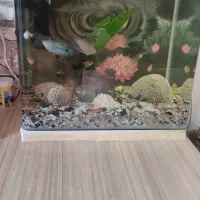 آکواریوم شیشه خم