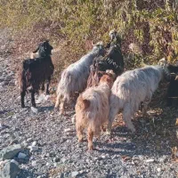 بزغاله|حیوانات مزرعه|سیلوانه, |دیوار