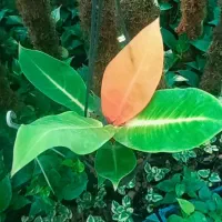 فیلندرون پرتقالی