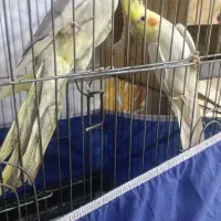 عروس هلندی با جوجه|پرنده|بندرعباس, |دیوار