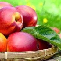 پیش فروش نهال هلو و شلیل ، سیب ، گلابی|گل و گیاه طبیعی|سمیرم, |دیوار