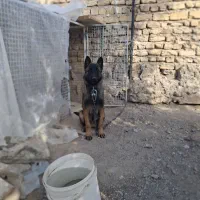 سگ مالینویز بلژیکی فروش فوری|سگ|مرودشت, نقش رستم|دیوار