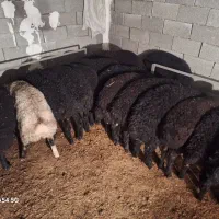 گوسفند، بره سبک