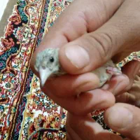 جوجه سهره.سهره .قناری