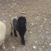 فروش فوری چند راس میش و ی بره ماده.قیمت توافقی|حیوانات مزرعه|مسجد سلیمان, |دیوار