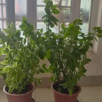 گل طبیعی|گل و گیاه طبیعی|شیراز, گویم|دیوار