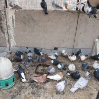 کفتر نقش و آلمانی