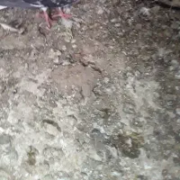 کود مرغ وگوسفندی قاطی