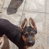 سگ ژرمن|سگ|تربت‌حیدریه, مظفریه|دیوار