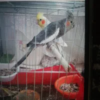 جفت فنچ با دو تا جوجه و جفت عروس|پرنده|کرمان, |دیوار