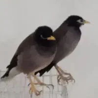 مرغ مینا|پرنده|تربتحیدریه, مورشک|دیوار