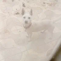 سگ گوش تیز|سگ|نیشابور, ده حلاج|دیوار