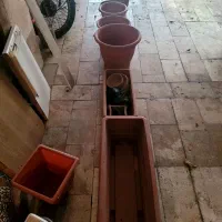 گلدان|گل و گیاه طبیعی|تهران, حر|دیوار