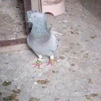 کبوترشامی دم سفید|حیوانات|شوشتر, |دیوار