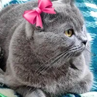 گربه اسکاتیش و برتیش نر و ماده