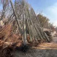 نهال کبوده مقاوم به کم آبی در نهالستان پاشاپور