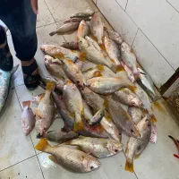 تور تفریحی ماهیگیری