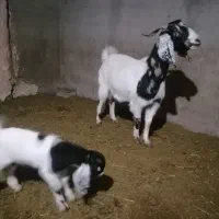 بوز|حیوانات مزرعه|سبزوار, قصبه شرقی|دیوار