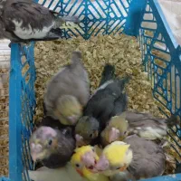 جوجه های ملنگو ..عروس ..برزیلی|پرنده|ملارد, |دیوار