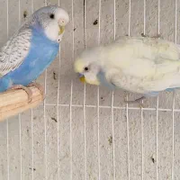 مرغ عشق رنگین کمانی|پرنده|مشهد, امیریه|دیوار