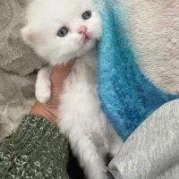 گربه آماده رزور جهت واگذاری