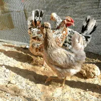 تخم مرغ نطفه دار گلین و طوسی|حیوانات مزرعه|اصفهان, ستار|دیوار