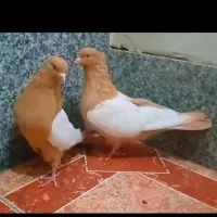 جفت سینه زرد پرتقالی و پشت شهری ماده