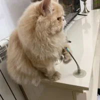 گربه پرشین|گربه|تبریز, |دیوار