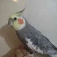 عروس هلندی نر